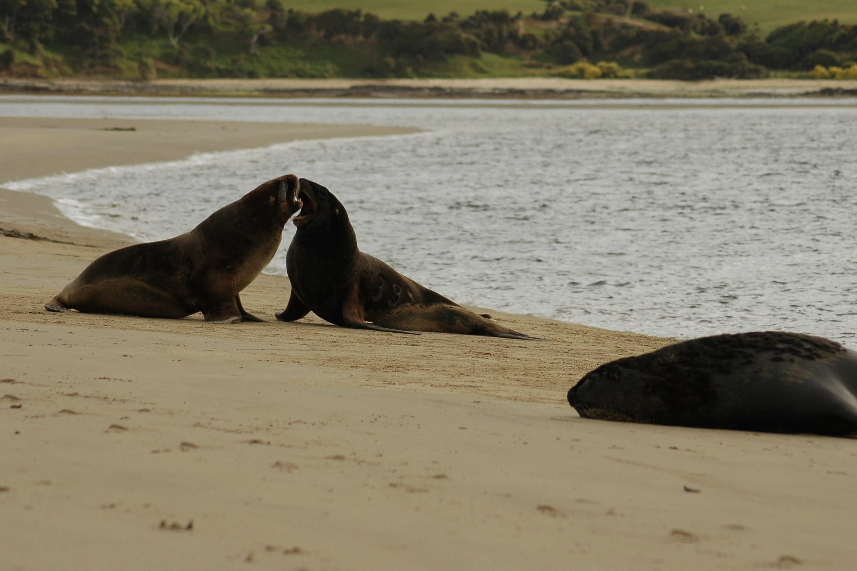 Seals